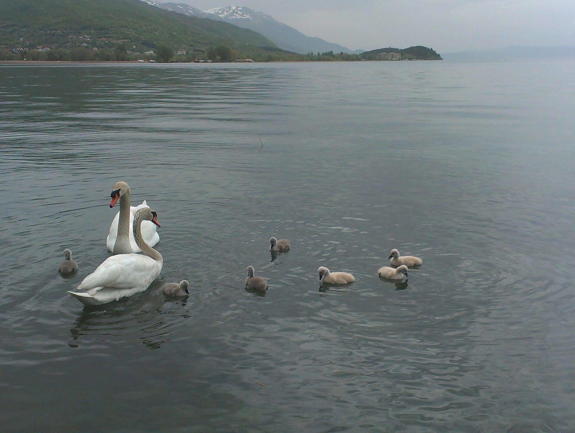 Vila Kosta City Center Port Ohrid Exterior photo